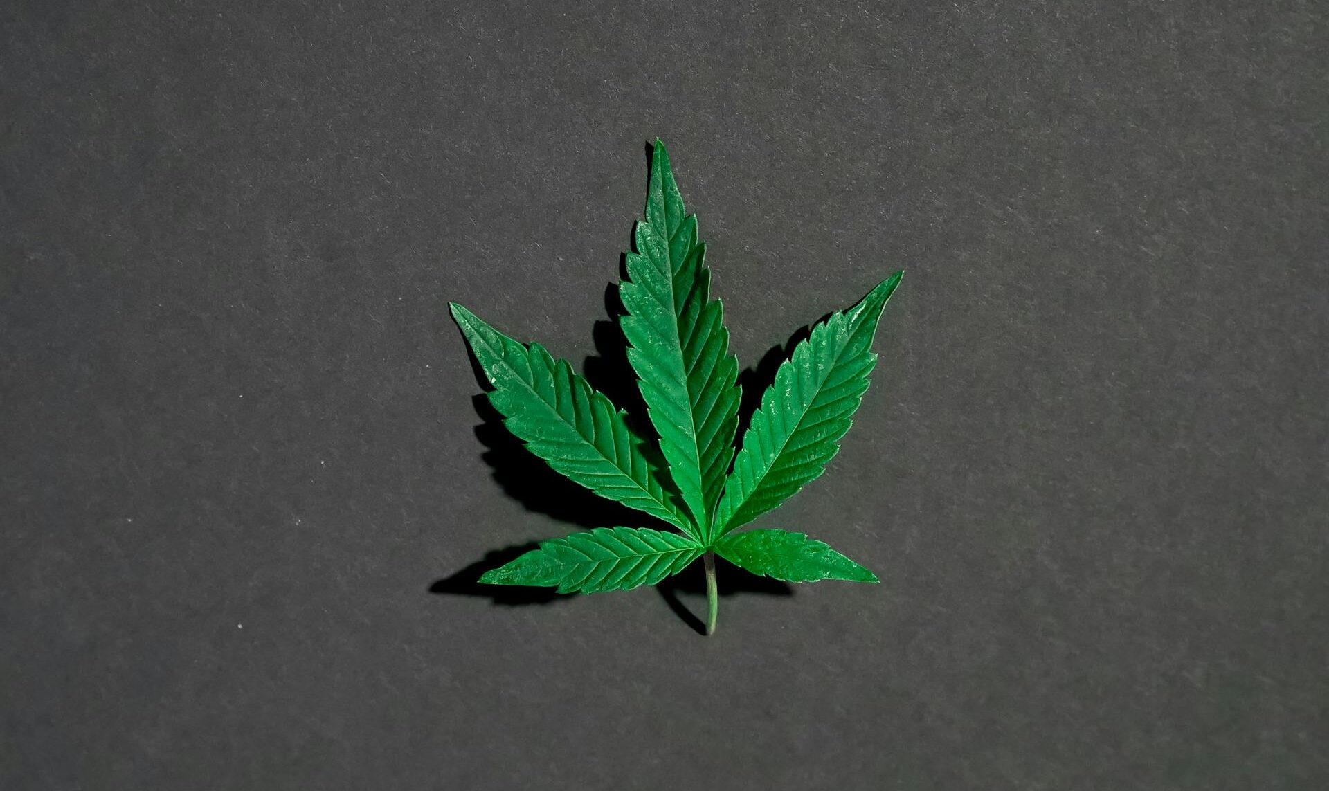 A close-up of a single cannabis leaf displayed against a dark background.